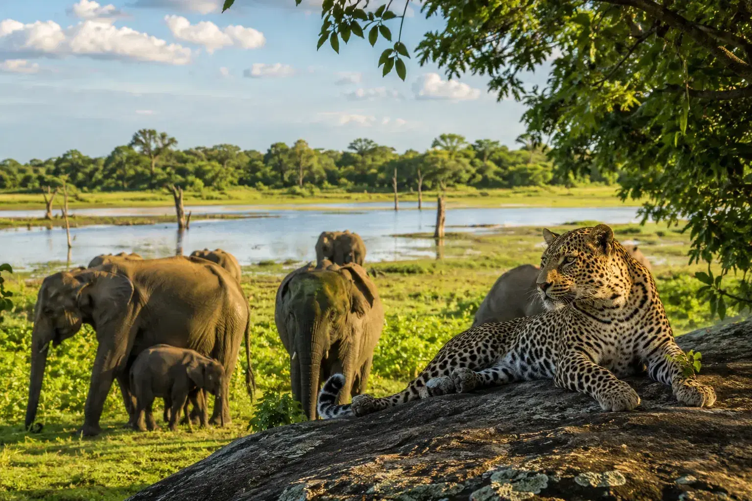 Udawalawe and Wilpattu in 2026: Sri Lanka's Other Safari Parks Worth the Detour