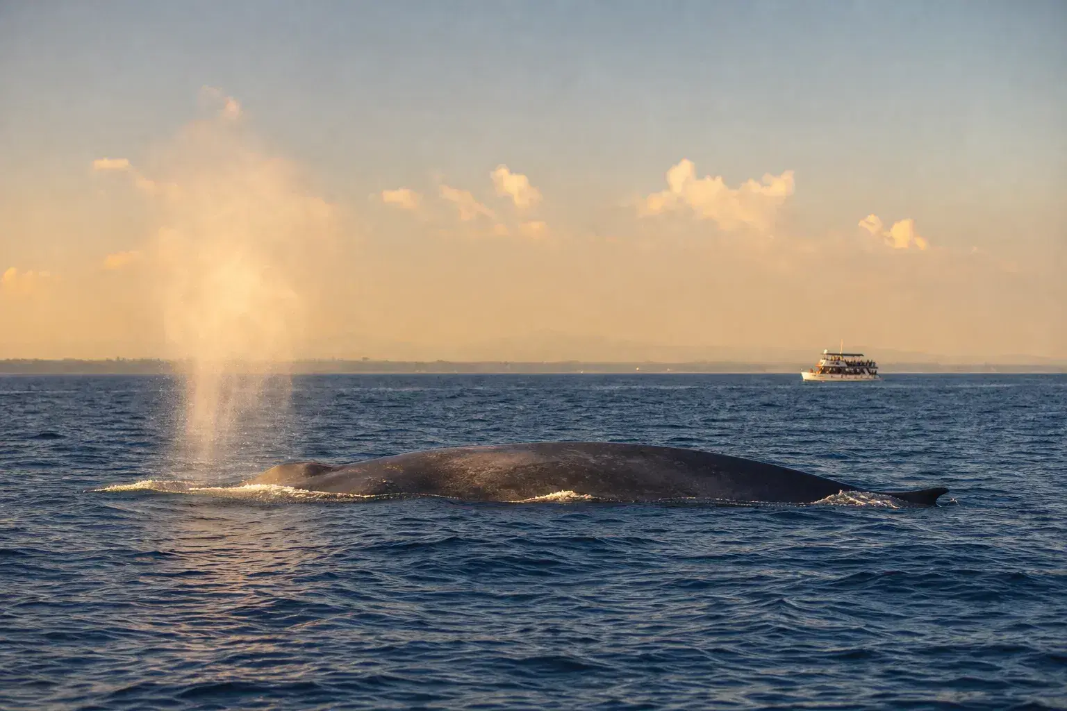 Whale Watching in Sri Lanka in 2026: Mirissa, Trincomalee, and How to See Blue Whales Ethically