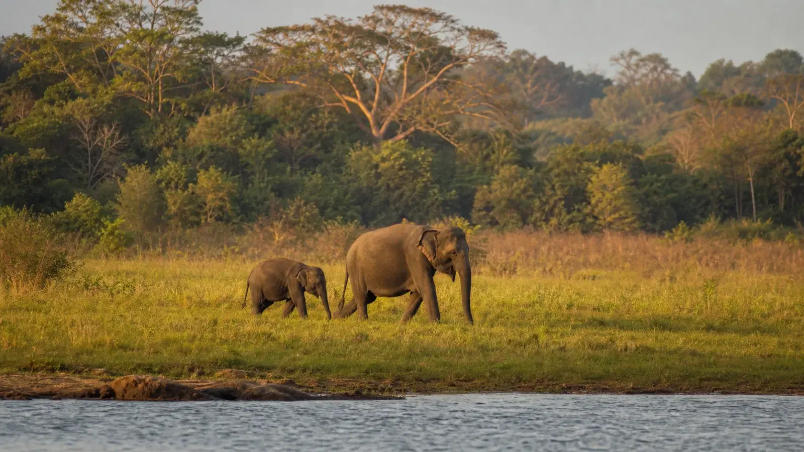 Ethical Wildlife Tourism in Sri Lanka in 2026: Elephant Orphanages, Turtle Hatcheries and How to Tell Conservation From a Photo Op